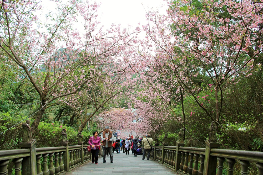 內湖櫻花季 | 碧山巖元覺寺粉紅風暴，和風味粉嫩櫻花浪漫綻放中！