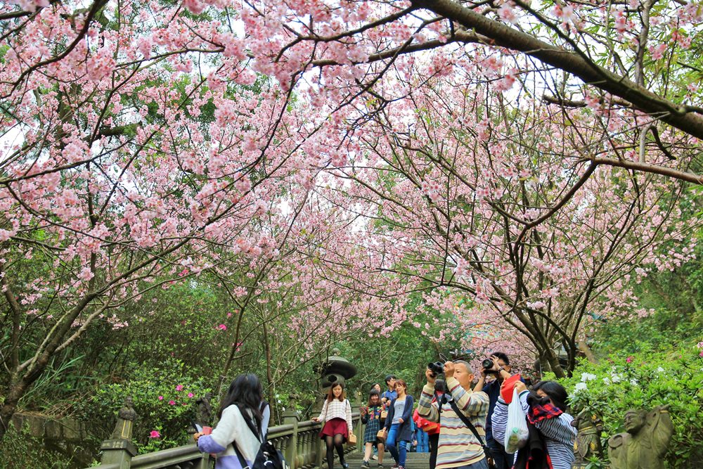 內湖櫻花季 | 碧山巖元覺寺粉紅風暴，和風味粉嫩櫻花浪漫綻放中！