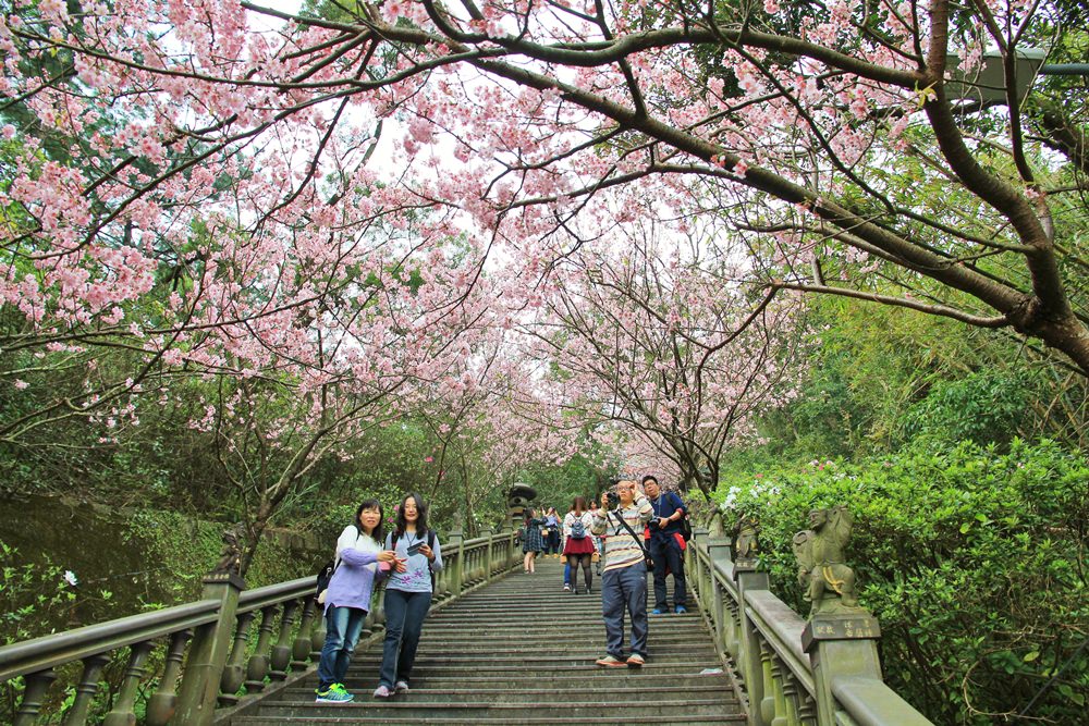 內湖櫻花季 | 碧山巖元覺寺粉紅風暴，和風味粉嫩櫻花浪漫綻放中！
