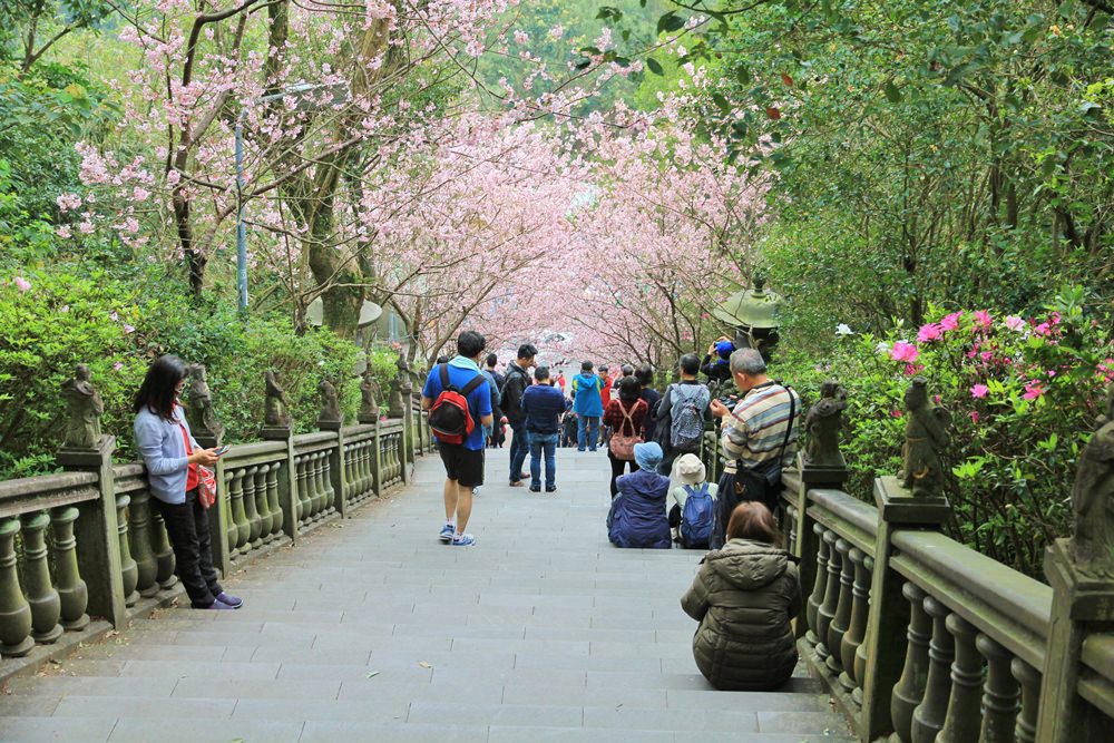 內湖櫻花季 | 碧山巖元覺寺粉紅風暴，和風味粉嫩櫻花浪漫綻放中！