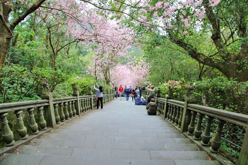 內湖櫻花季 | 碧山巖元覺寺粉紅風暴，和風味粉嫩櫻花浪漫綻放中！