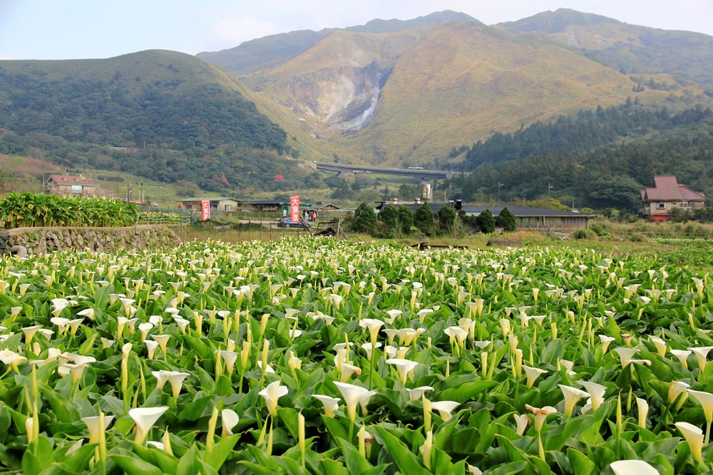 陽明山竹子湖海芋季 | 季節限定色！浪漫白色海芋花田美麗盛開中～