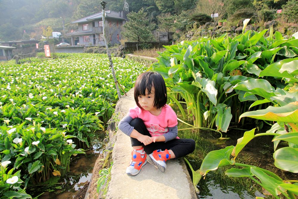 陽明山竹子湖海芋季 | 季節限定色！浪漫白色海芋花田美麗盛開中～