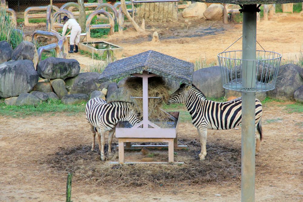 關西六福莊生態渡假旅館，動物園裡住一晚體驗