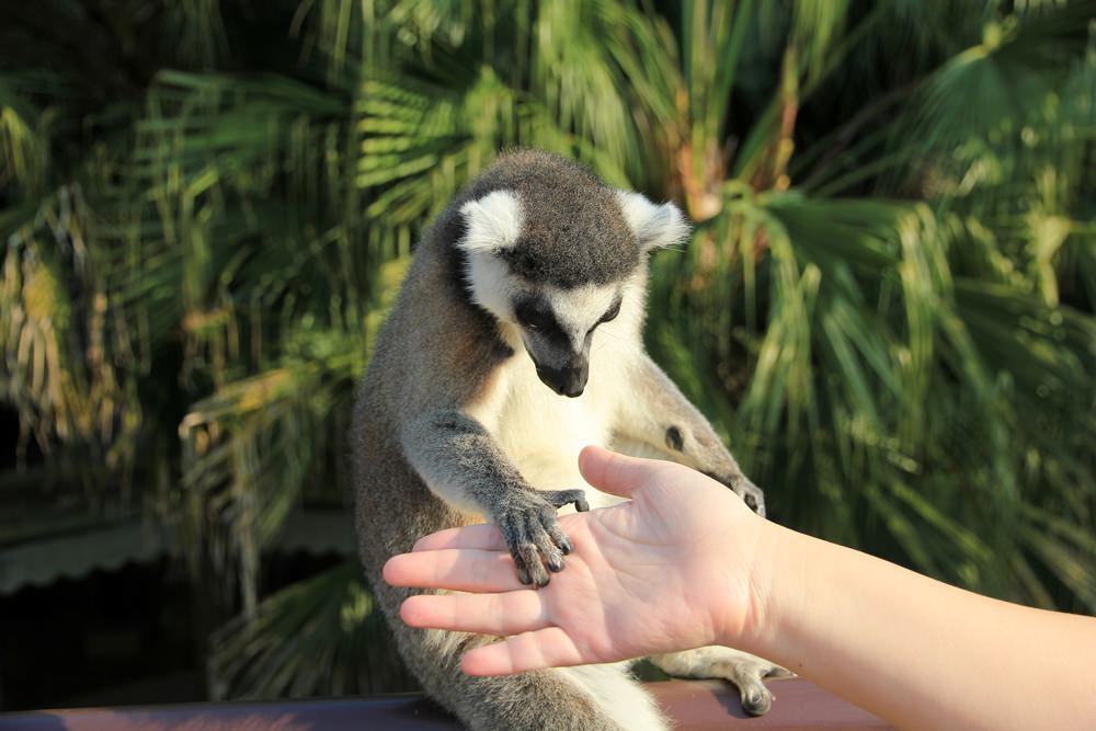 關西六福莊生態渡假旅館，動物園裡住一晚體驗