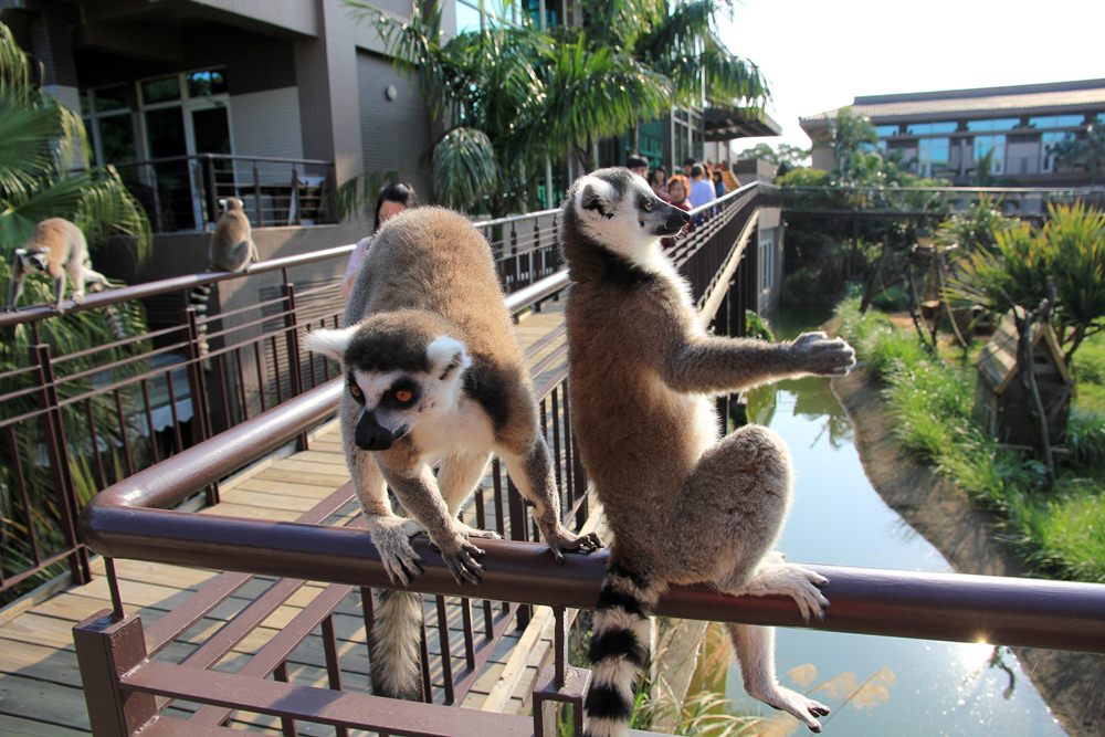 關西六福莊生態渡假旅館，動物園裡住一晚體驗
