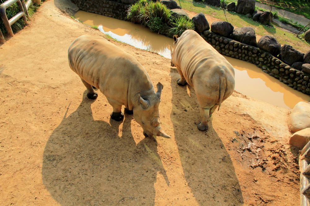 關西六福莊生態渡假旅館，動物園裡住一晚體驗