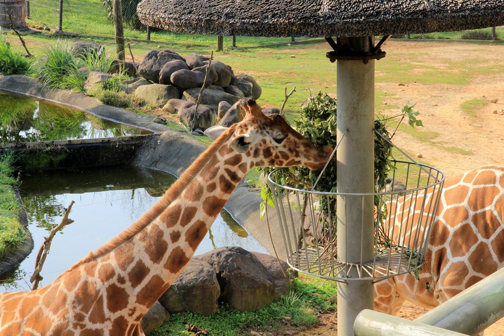 關西六福莊生態渡假旅館，動物園裡住一晚體驗