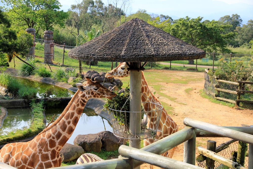 關西六福莊生態渡假旅館，動物園裡住一晚體驗