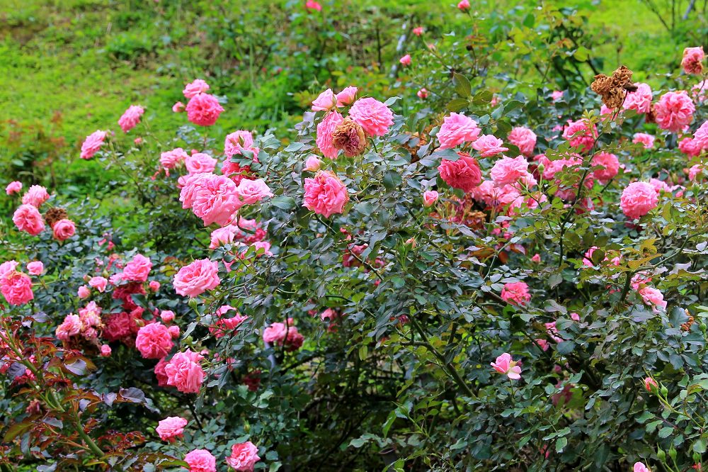 【雅聞七里香玫瑰森林】全台最大玫瑰花園，門票與餐廳介紹攻略