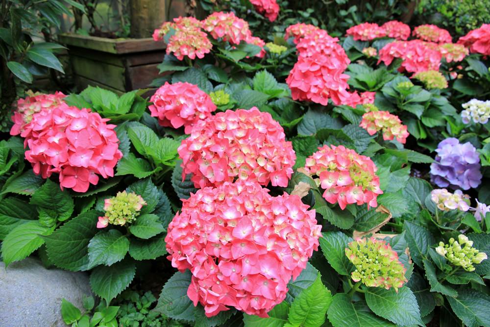 台北陽明山奧萬大樂活莊園，賞楓紅最佳景點，門票資訊介紹!!