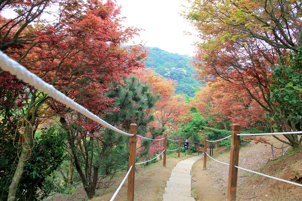 台北陽明山奧萬大樂活莊園，賞楓紅最佳景點，門票資訊介紹!!