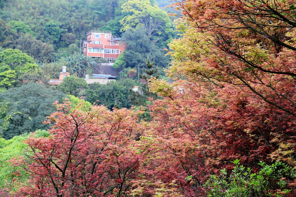 台北陽明山奧萬大樂活莊園，賞楓紅最佳景點，門票資訊介紹!!