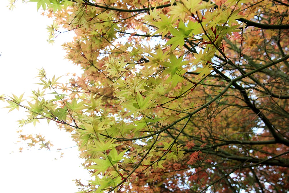台北陽明山奧萬大樂活莊園，賞楓紅最佳景點，門票資訊介紹!!