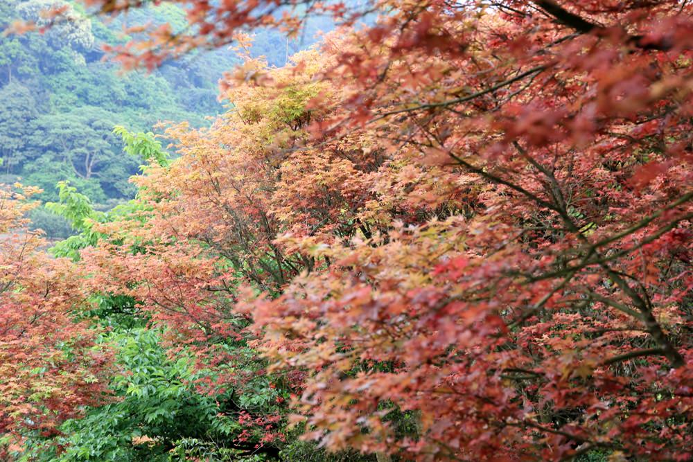 台北陽明山奧萬大樂活莊園，賞楓紅最佳景點，門票資訊介紹!!