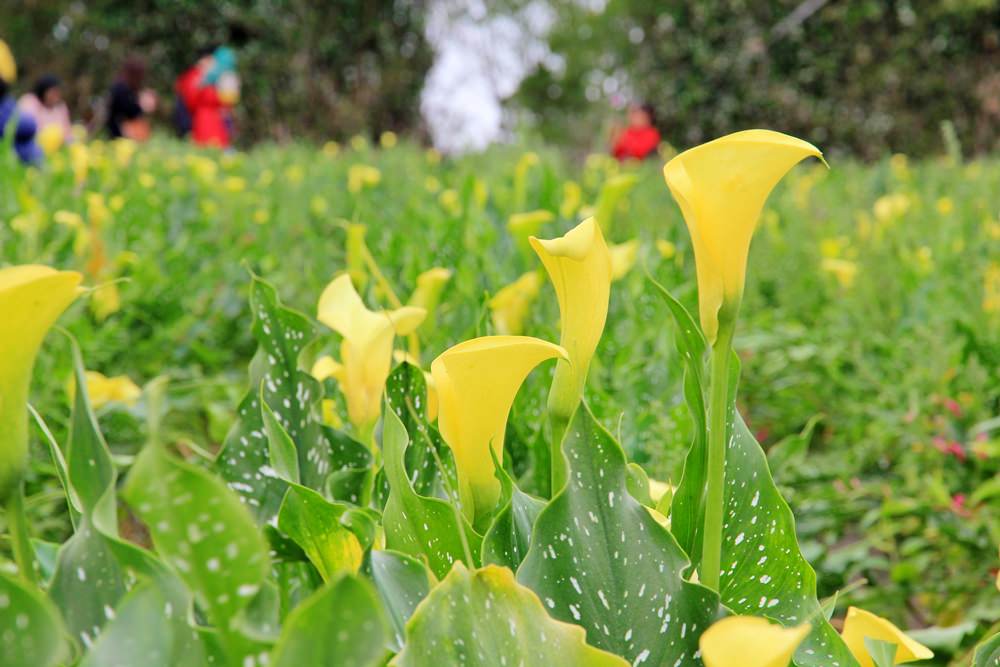 台中海芋季 | 外埔金黃色海芋田，大片浪漫海芋花海，讓你忘記城市煩憂～