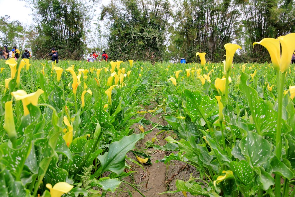 台中海芋季 | 外埔金黃色海芋田，大片浪漫海芋花海，讓你忘記城市煩憂～