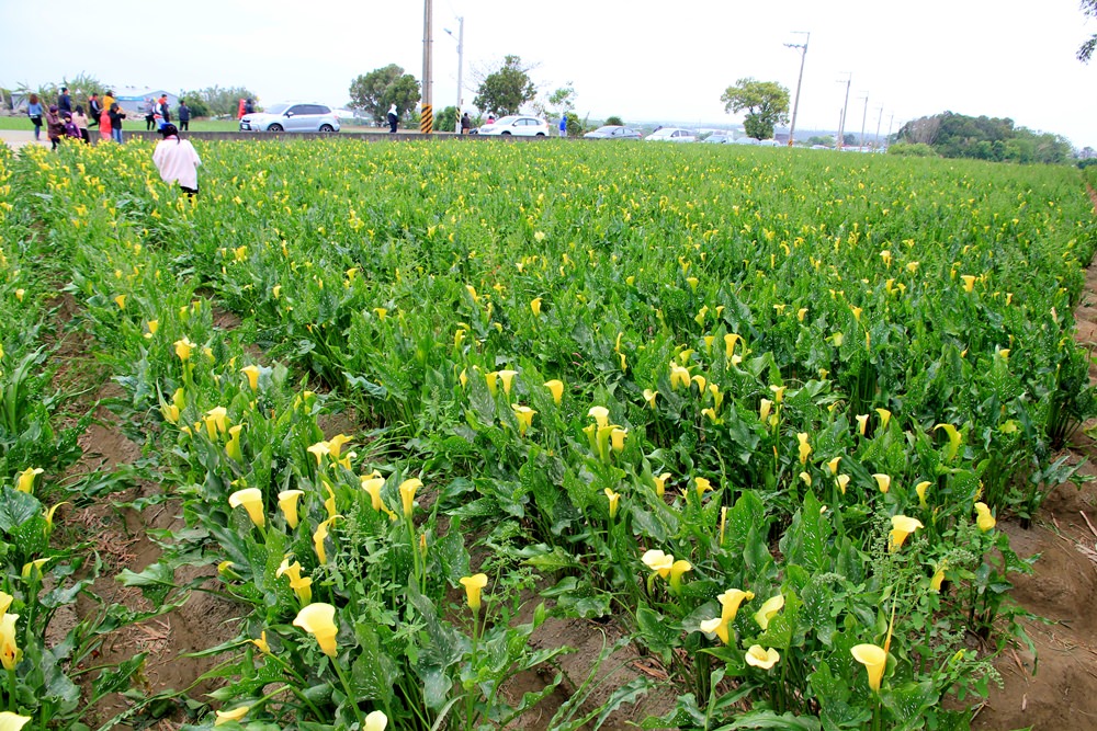 台中海芋季 | 外埔金黃色海芋田，大片浪漫海芋花海，讓你忘記城市煩憂～