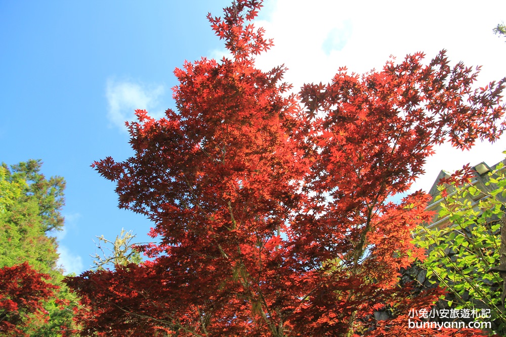 宜蘭太平山莊紅葉隧道，夏季超美火紅紫葉槭韻染翠綠山嵐
