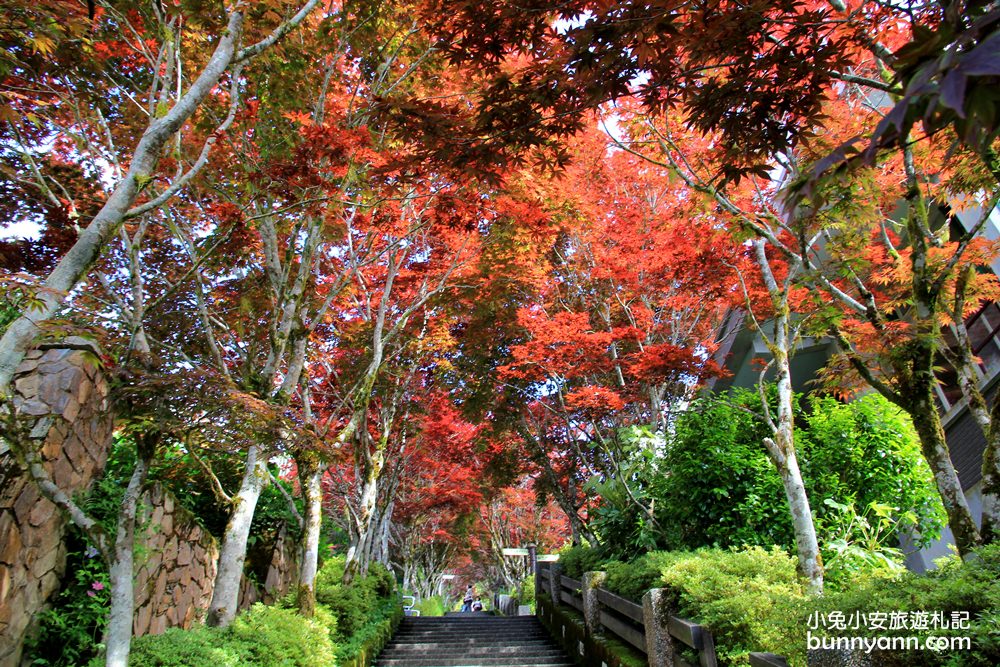 宜蘭太平山莊紅葉隧道，夏季超美火紅紫葉槭韻染翠綠山嵐