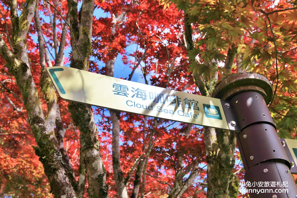 宜蘭太平山莊紅葉隧道，夏季超美火紅紫葉槭韻染翠綠山嵐