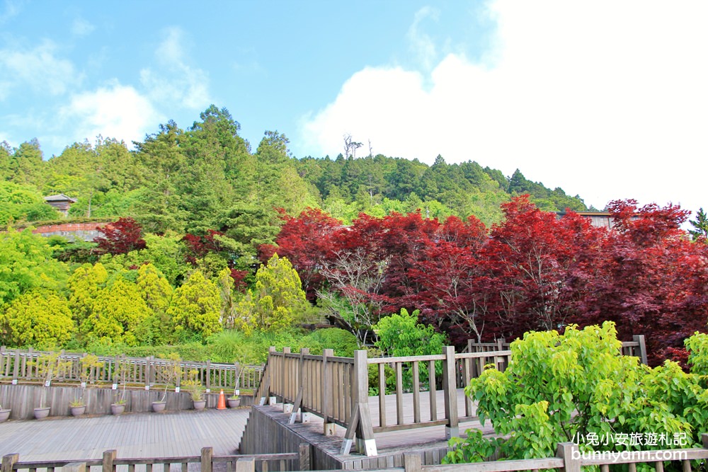 宜蘭太平山莊紅葉隧道，夏季超美火紅紫葉槭韻染翠綠山嵐