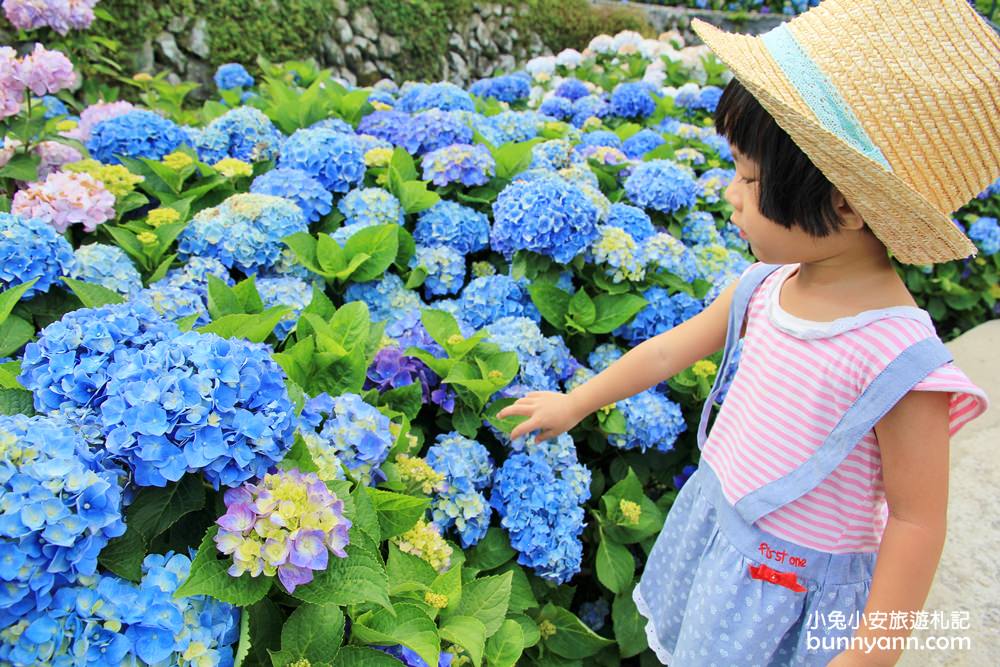 竹子湖超美「大梯田花卉生態農園」繡球花與門票優惠整理