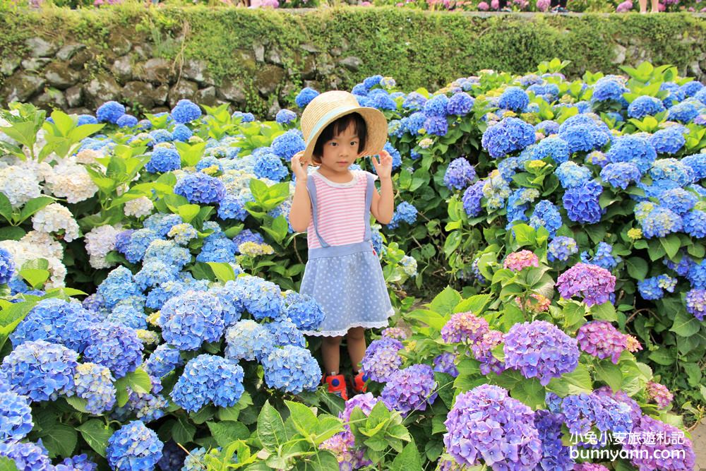 竹子湖超美「大梯田花卉生態農園」繡球花與門票優惠整理