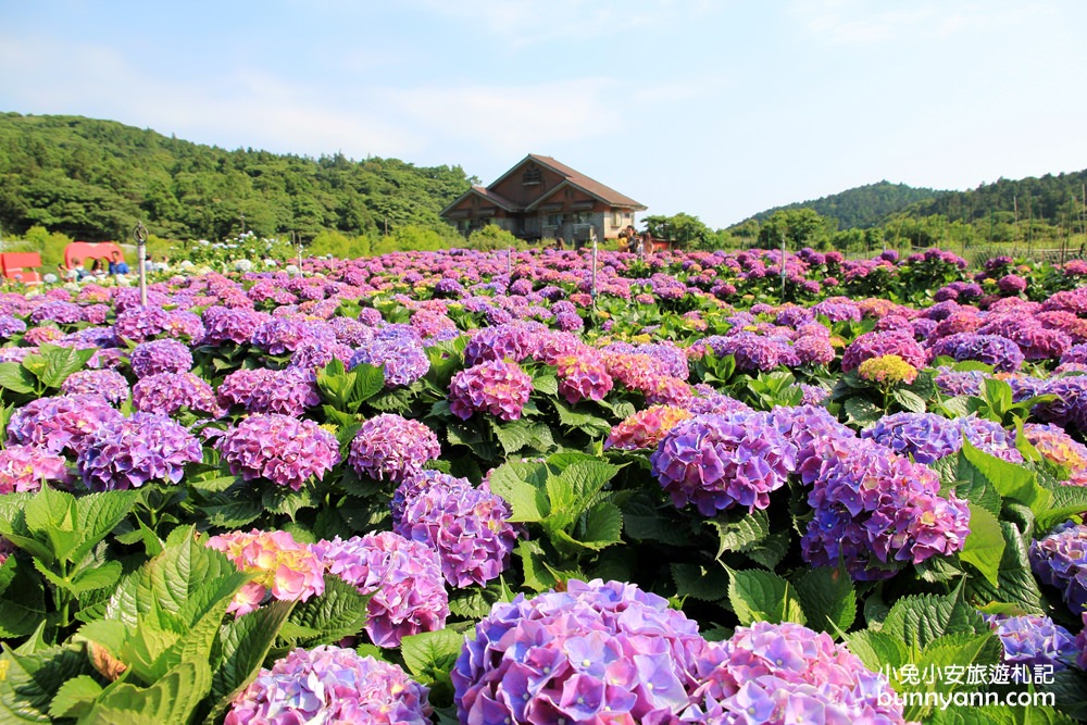陽明山頂湖「財福繡球花園」大面積繡球花田美麗綻放