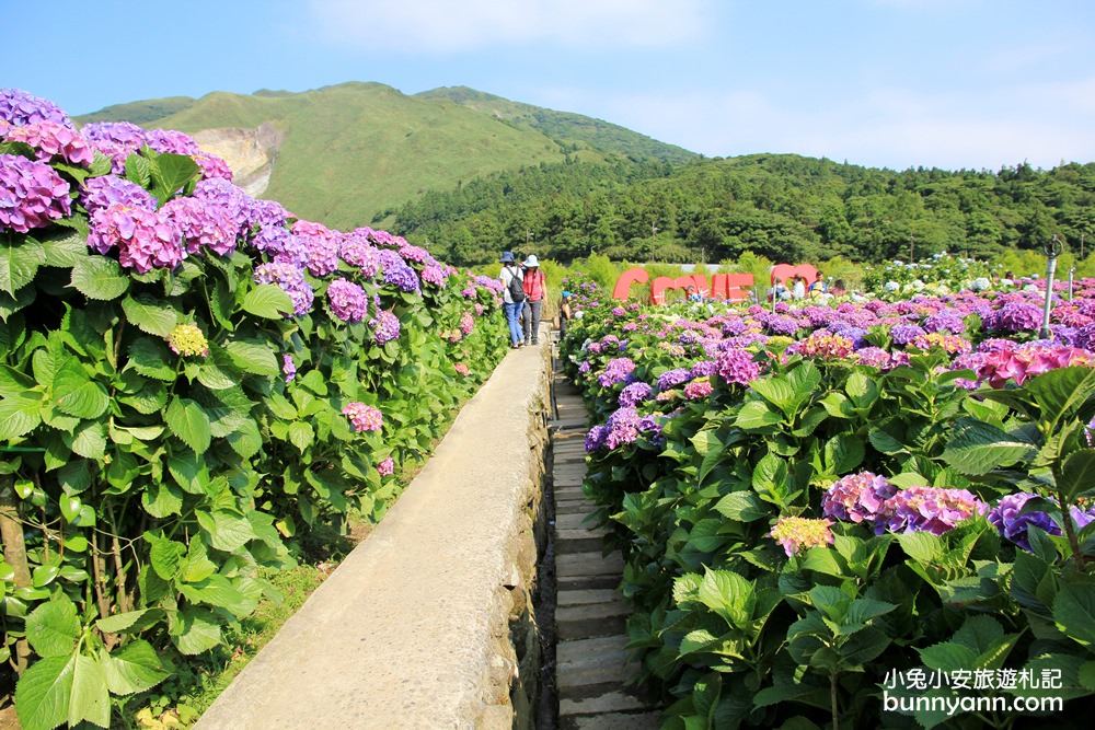 陽明山頂湖「財福繡球花園」大面積繡球花田美麗綻放