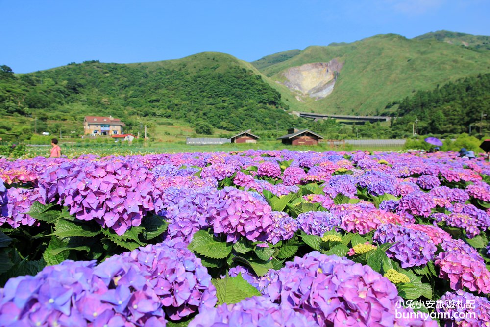 陽明山頂湖「財福繡球花園」大面積繡球花田美麗綻放