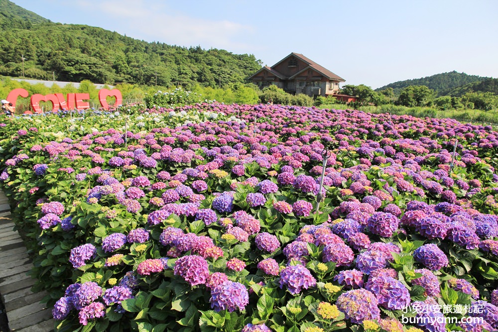 陽明山頂湖「財福繡球花園」大面積繡球花田美麗綻放