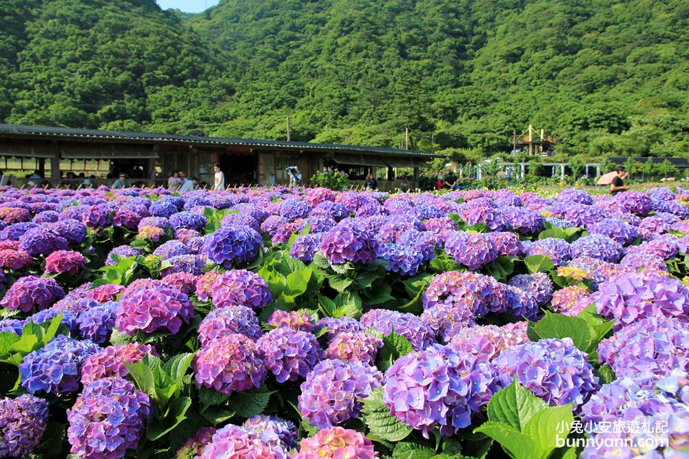 陽明山頂湖「財福繡球花園」大面積繡球花田美麗綻放