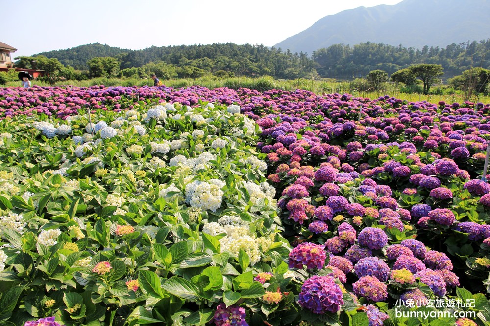 陽明山頂湖「財福繡球花園」大面積繡球花田美麗綻放