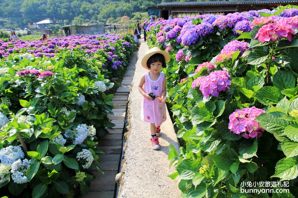 陽明山頂湖「財福繡球花園」大面積繡球花田美麗綻放