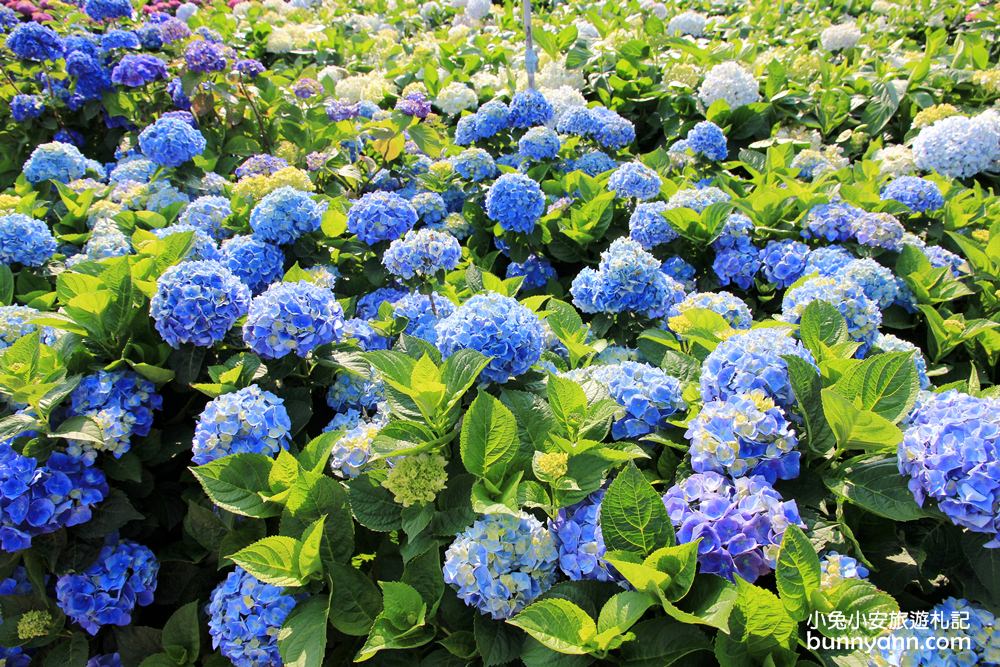 陽明山頂湖「財福繡球花園」大面積繡球花田美麗綻放