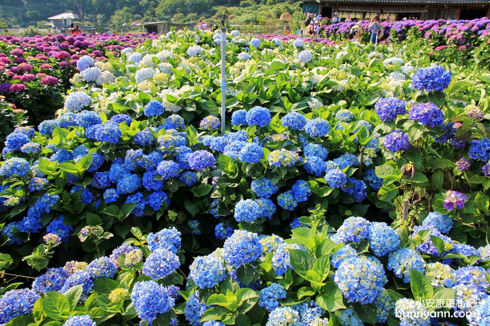 陽明山頂湖「財福繡球花園」大面積繡球花田美麗綻放