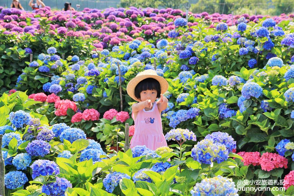 陽明山頂湖「財福繡球花園」大面積繡球花田美麗綻放