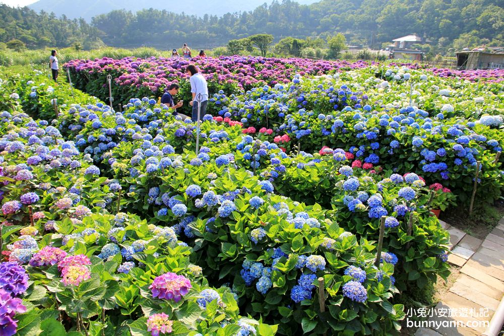 陽明山頂湖「財福繡球花園」大面積繡球花田美麗綻放