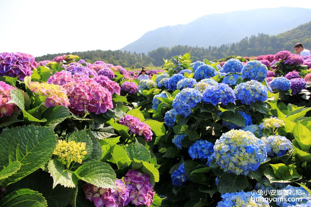 陽明山頂湖「財福繡球花園」大面積繡球花田美麗綻放