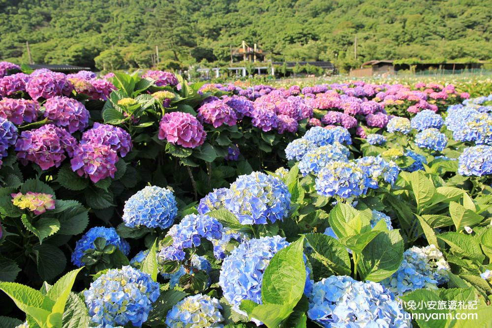 陽明山頂湖「財福繡球花園」大面積繡球花田美麗綻放