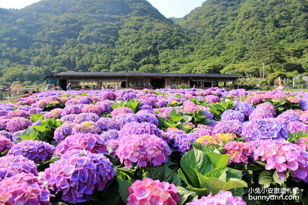 陽明山頂湖「財福繡球花園」大面積繡球花田美麗綻放