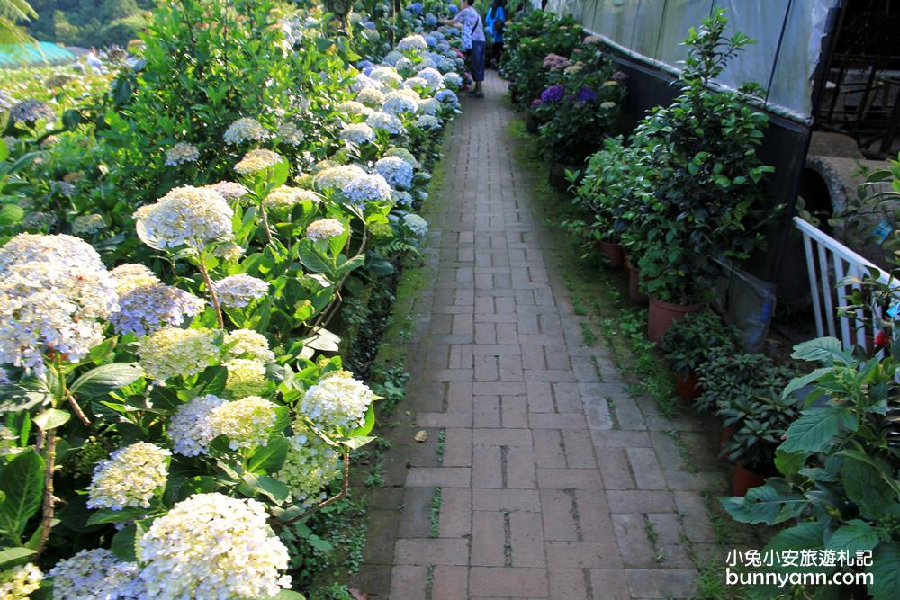 竹子湖「花與樹繡球花園」夢幻系繡球花仙境就在這了