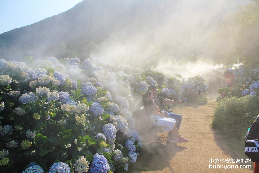 竹子湖「花與樹繡球花園」夢幻系繡球花仙境就在這了