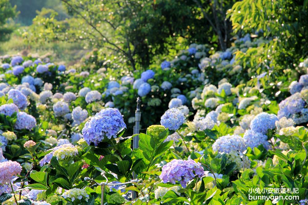 竹子湖「花與樹繡球花園」夢幻系繡球花仙境就在這了