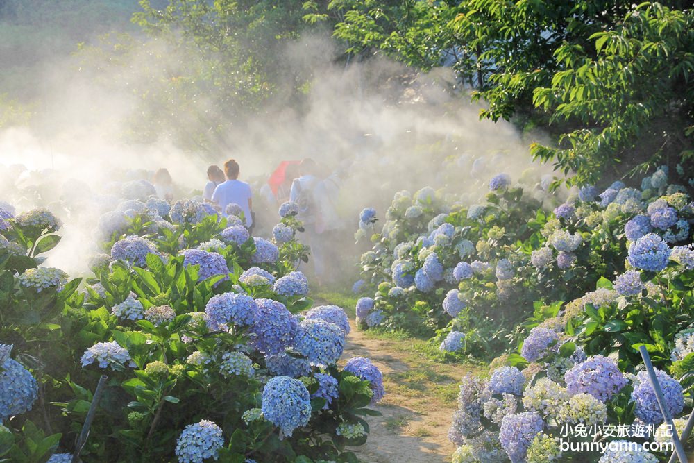 竹子湖「花與樹繡球花園」夢幻系繡球花仙境就在這了