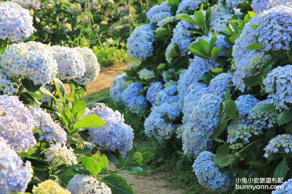 竹子湖「花與樹繡球花園」夢幻系繡球花仙境就在這了