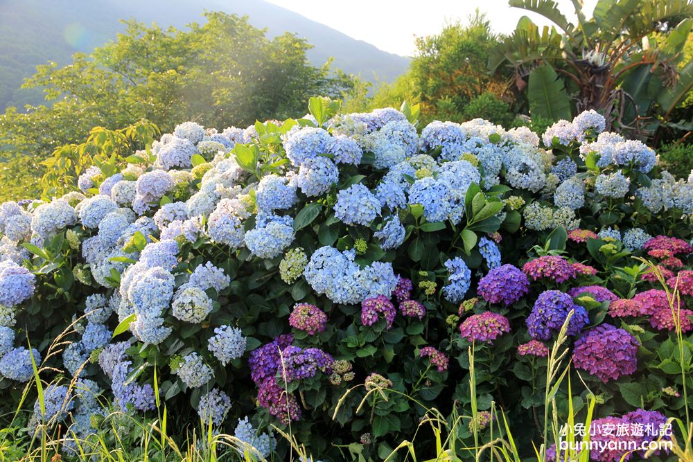竹子湖「花與樹繡球花園」夢幻系繡球花仙境就在這了