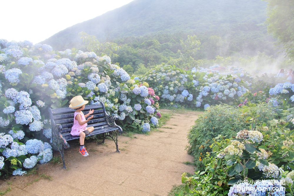 竹子湖「花與樹繡球花園」夢幻系繡球花仙境就在這了