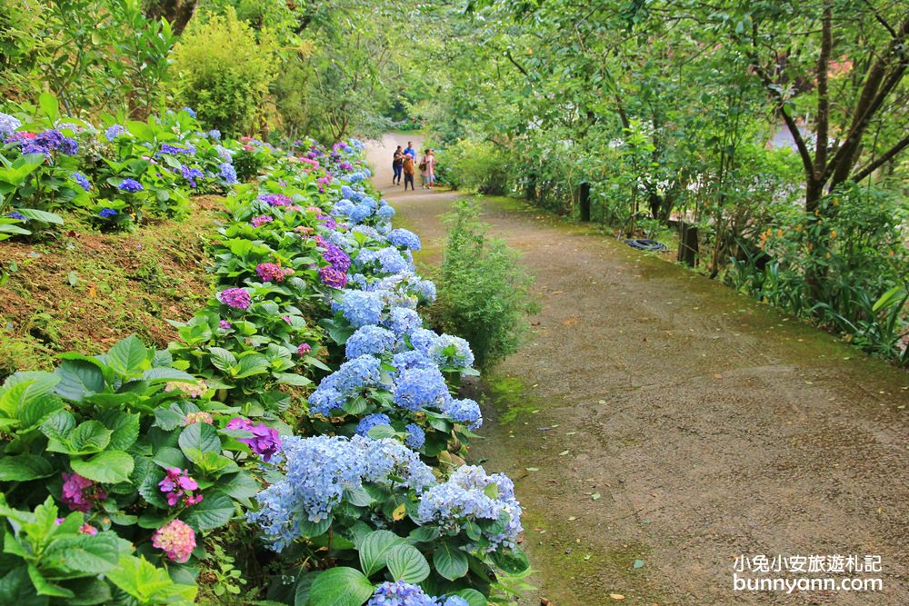 【杉林松境休閒農場】躲在南庄山區的美麗花園(門票介紹)